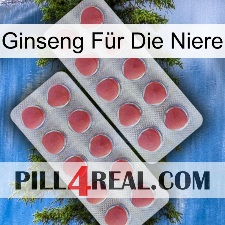 Ginseng Für Die Niere 19